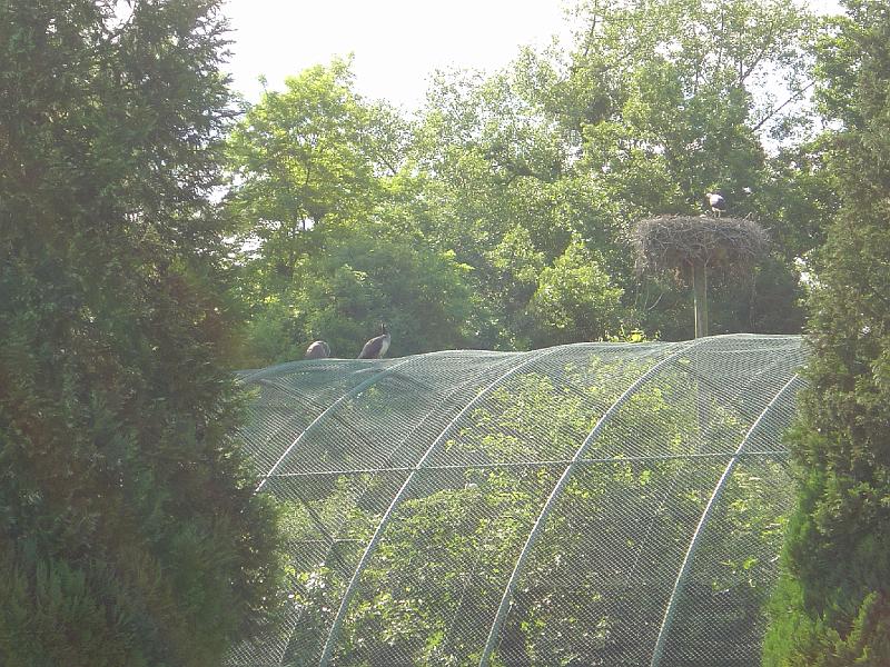 Day2.20 Foreign wildlife.jpg